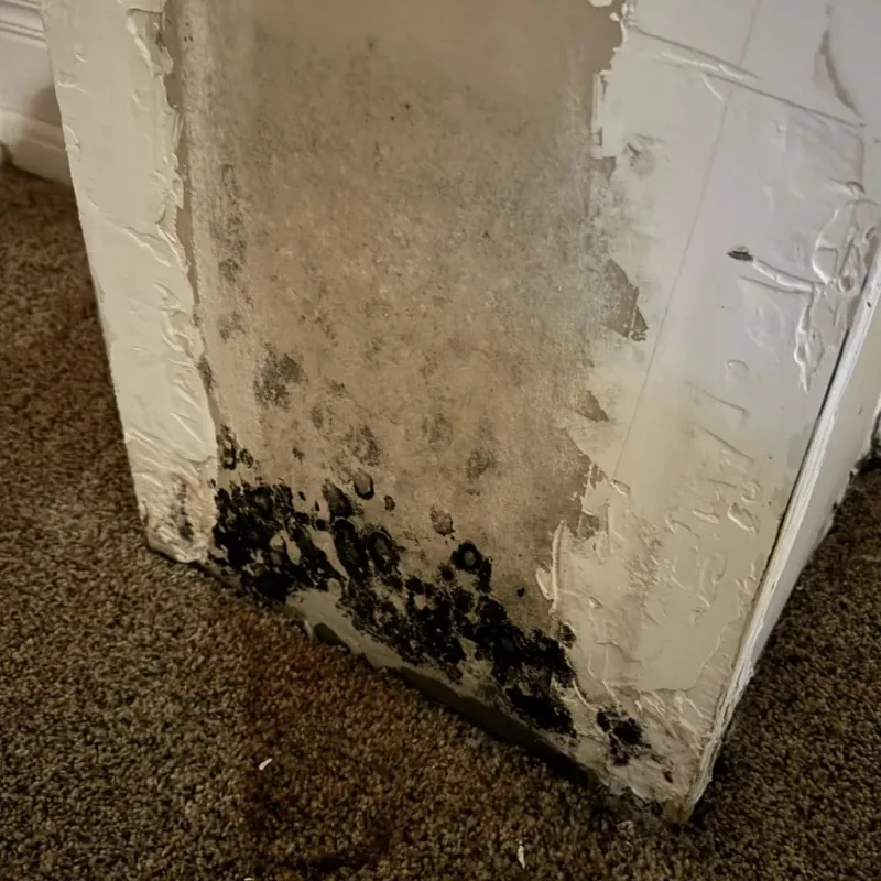 Professional Mold Removal in Massillon, OH
